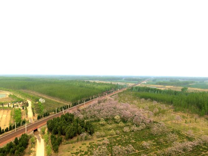 夏津黄河故道森林公园-夏津黄河故道森林公园风景区