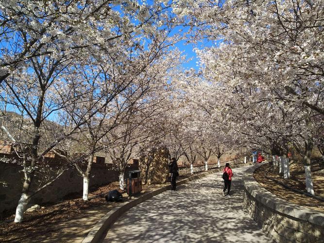 邹平樱花山-邹平樱花山景区简介