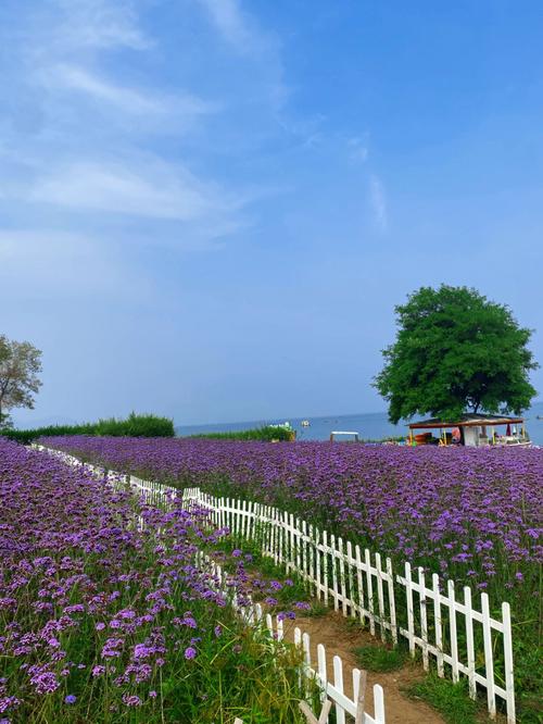 大连薰衣草庄园-大连薰衣草庄园在哪里