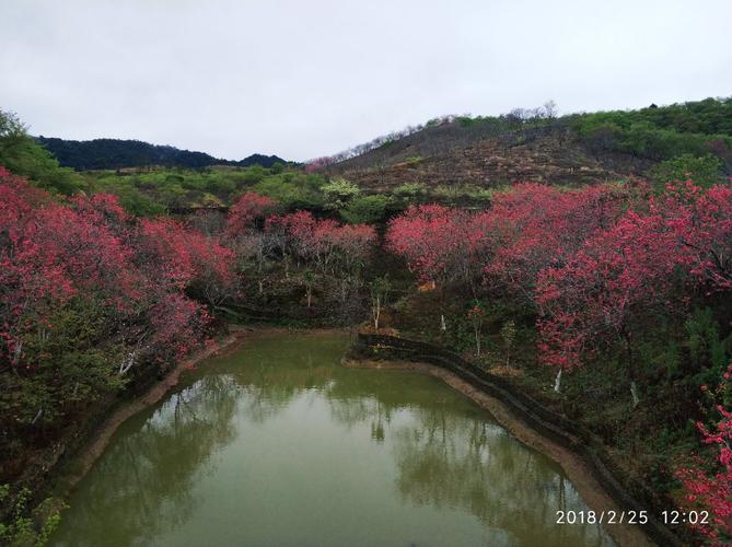 新丰樱花峪-新丰樱花峪最佳时间