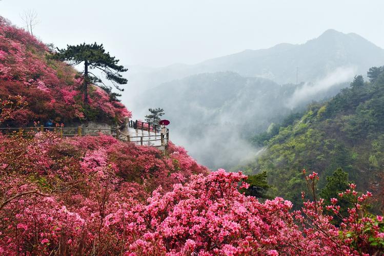 云雾山-云雾山风景区在哪里