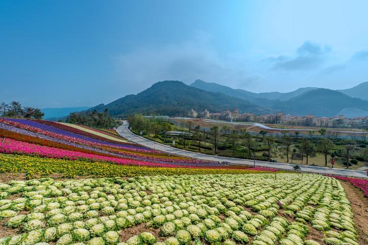 厦门十里蓝山花海-厦门十里蓝山别墅价格