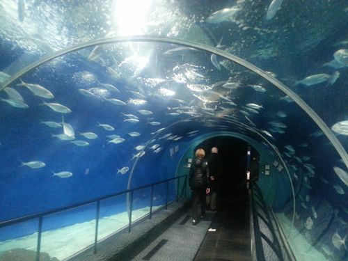 上海海洋水族馆-上海海洋水族馆开放时间