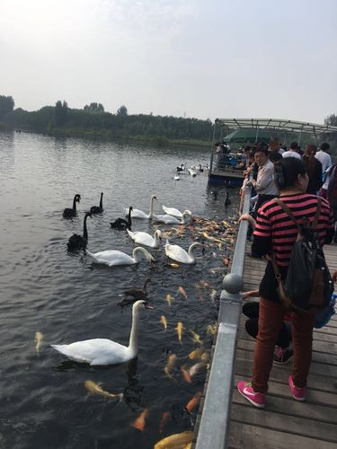 保定天鹅湖-保定天鹅湖生态旅游风景区