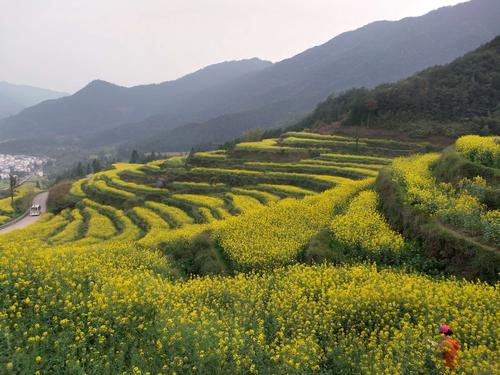 梯田油菜花-梯田油菜花的诗句