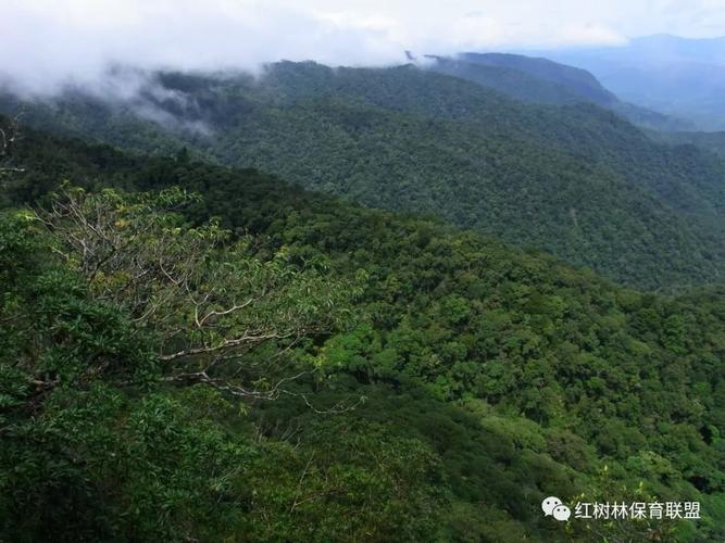 鹦哥岭-鹦哥岭国家级自然保护区