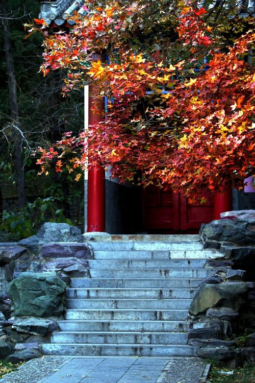 香山-香山叶正红