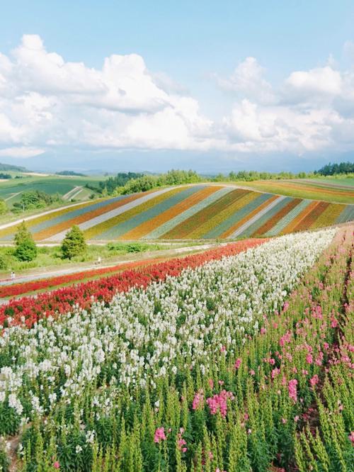 北海道花海-日本北海道花海