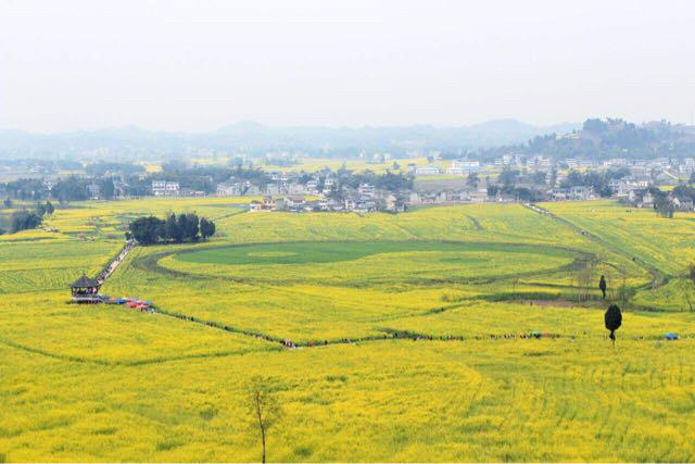 潼南油菜花-潼南油菜花旅游攻略