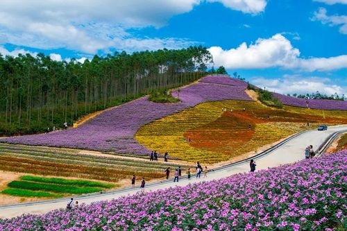 十里蓝山花海-十里蓝山花海攻略