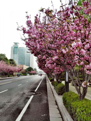 春暖花开地址-春暖花开属于哪个街道