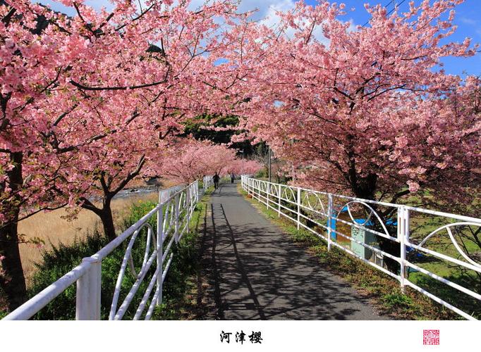 樱花岛旅游需要多久时间-樱花岛在什么地方