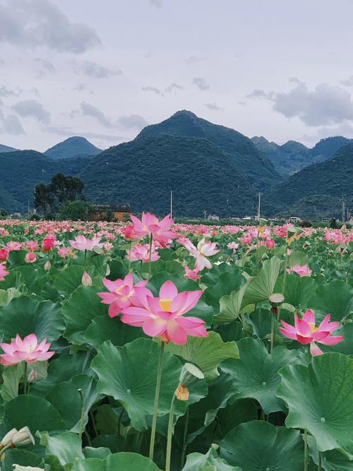 普者黑可以旅游多久-普者黑现在去好玩吗