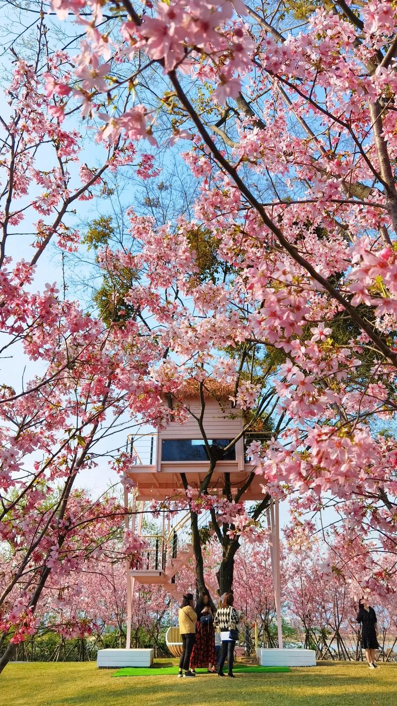 樱花岛旅游需要多久-樱花岛旅游需要多久