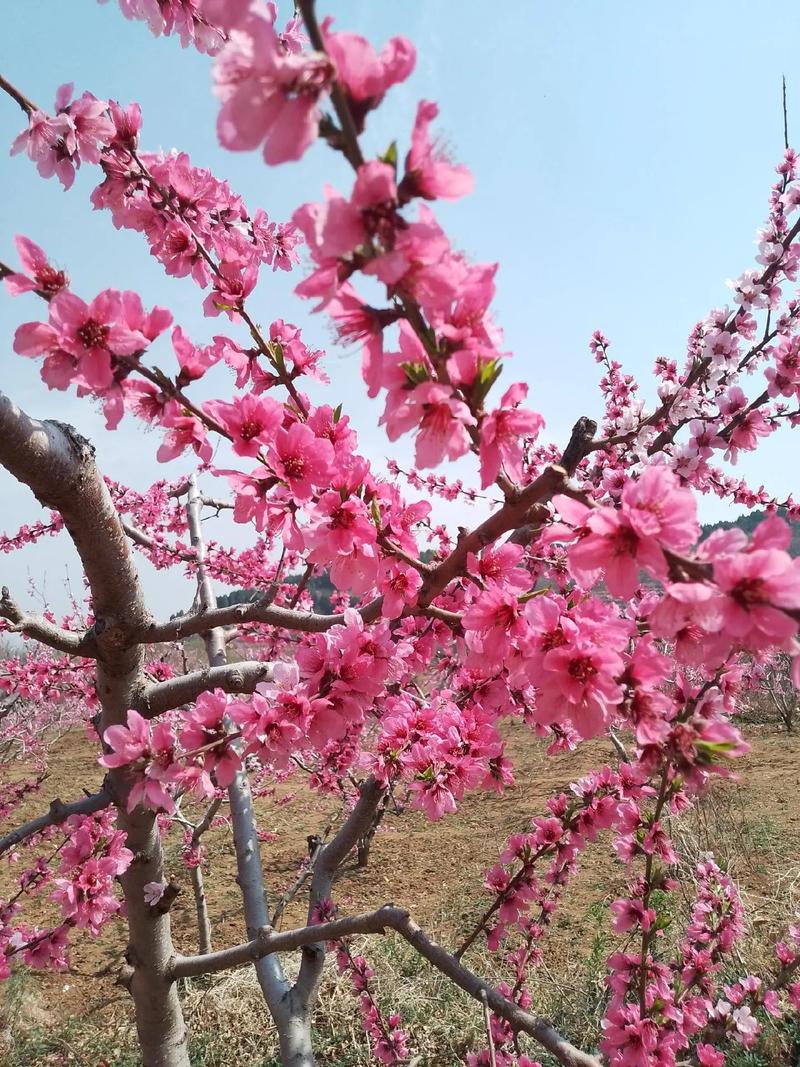 桃花多久开放旅游-家长感谢班集体的话